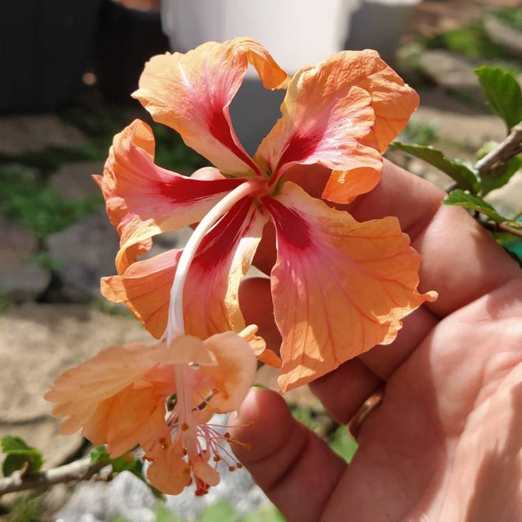 Hibiscus El Capitolio - Ladybird Nursery