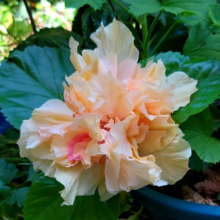Chinese Hibiscus Mrs Andreasen (Hibiscus rosa-sinensis)