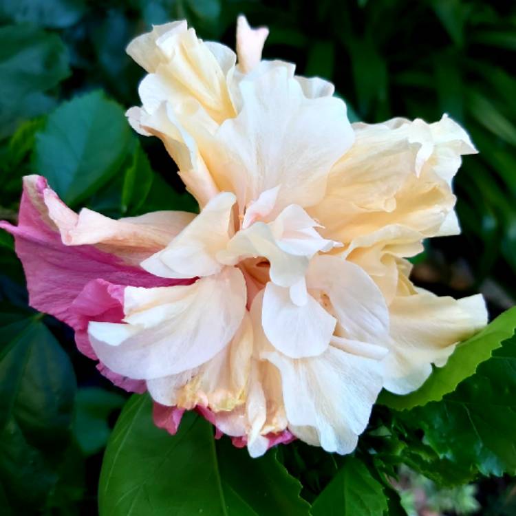 Chinese Hibiscus Mrs Andreasen (Hibiscus rosa-sinensis)