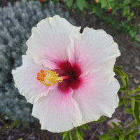 Hibiscus Rio Clara Shabby Chic - Ladybird Nursery