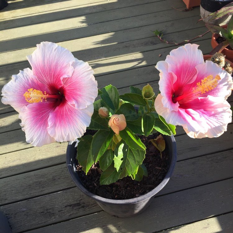 Hibiscus Rio Clara Shabby Chic - Ladybird Nursery