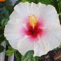 Hibiscus 'Shabby Chic' - Ladybird Nursery