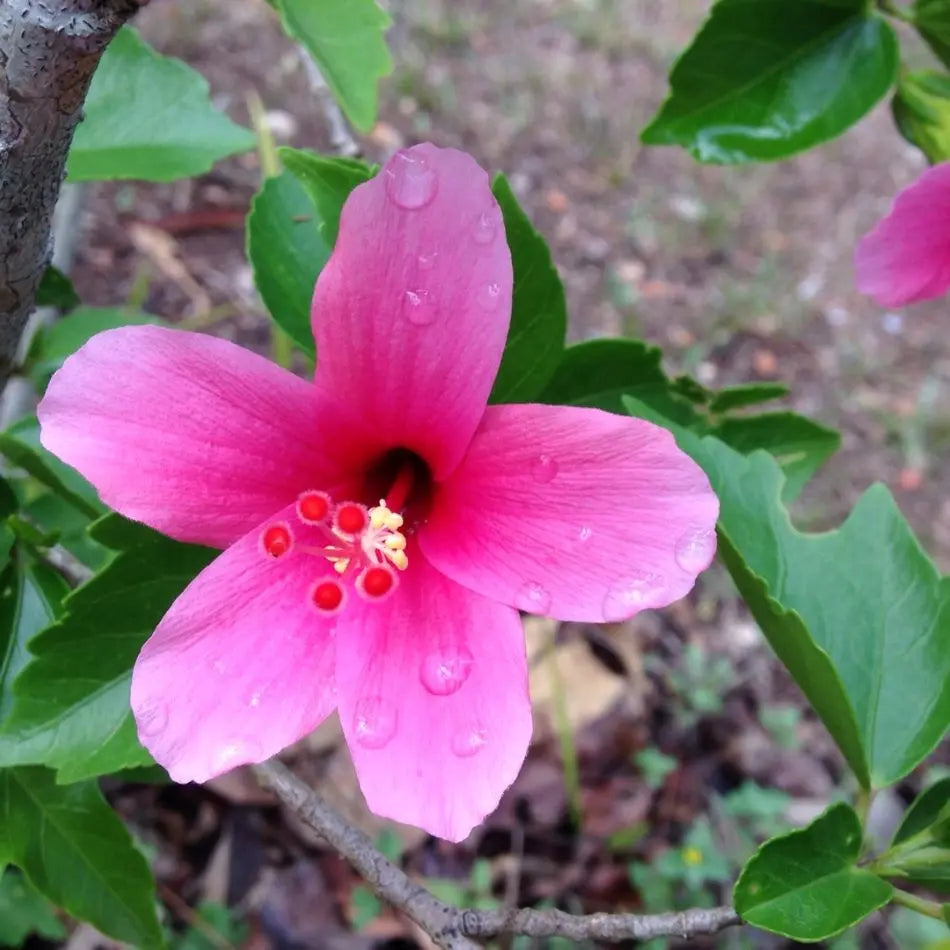 Chinese Hibiscus Tiny Tina (Hibiscus rosa-sinensis)