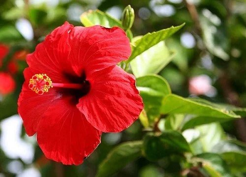 Hibiscus (Hibiscus rosa - sinensis) - Ladybird Nursery