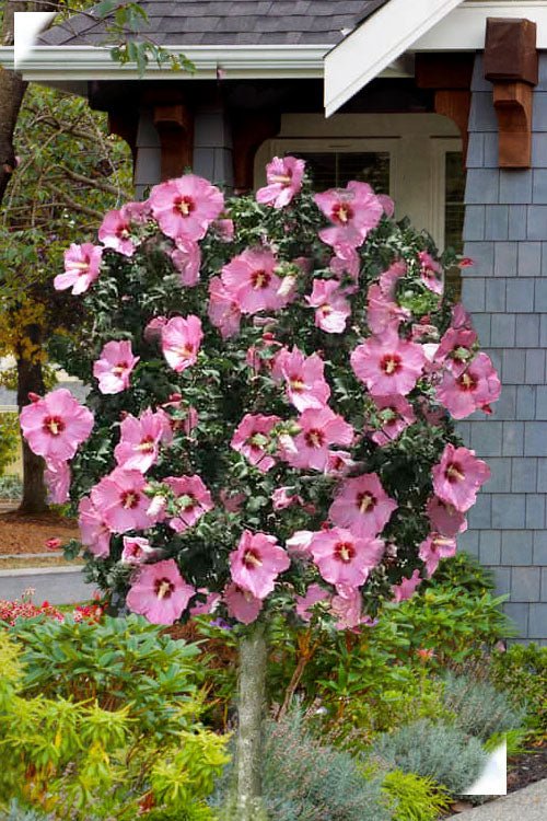 Rose of Sharon Aphrodite (Hibiscus syriacus) - Ladybird Nursery