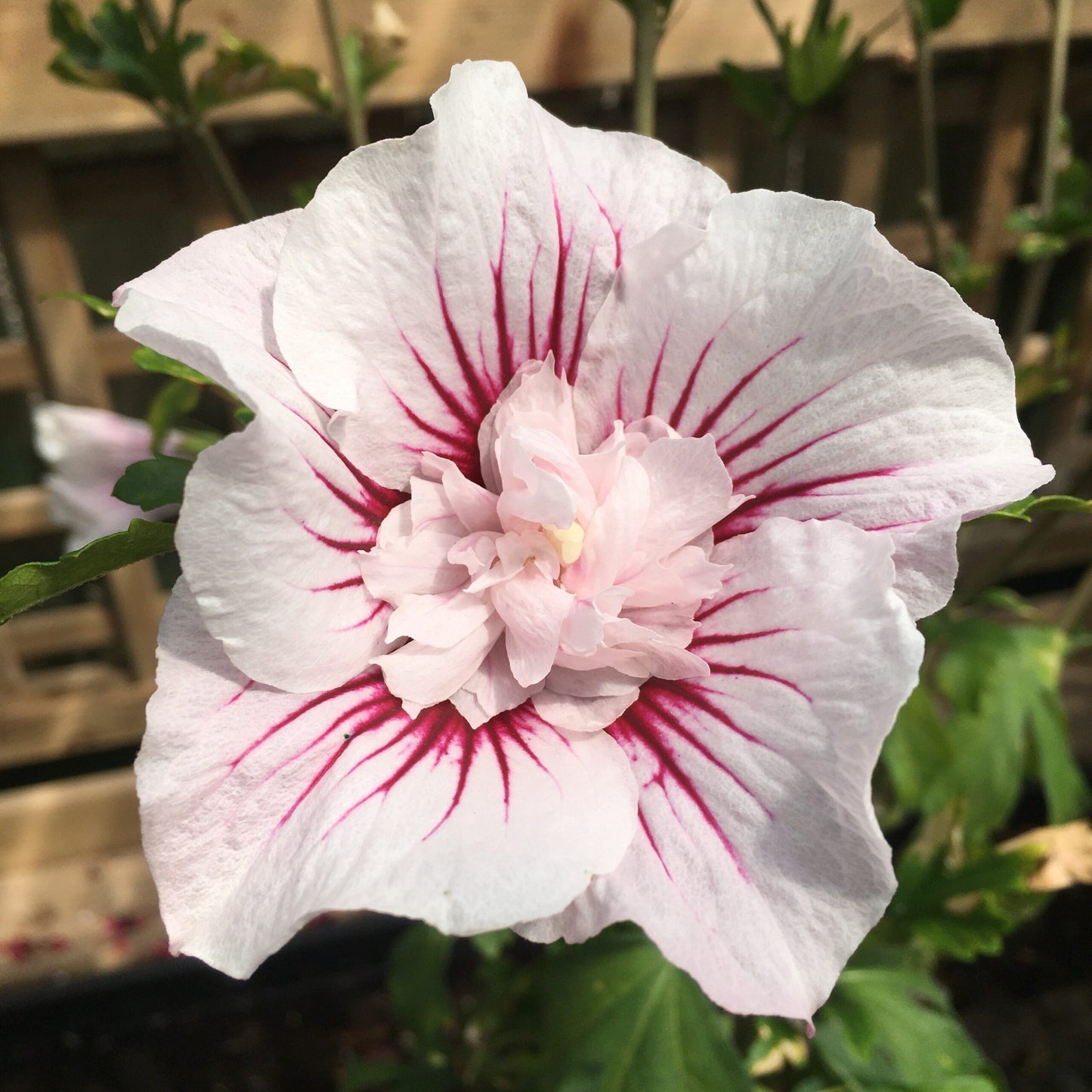 Chinese Hibiscus Pink Chiffon (Hibiscus rosa-sinensis)