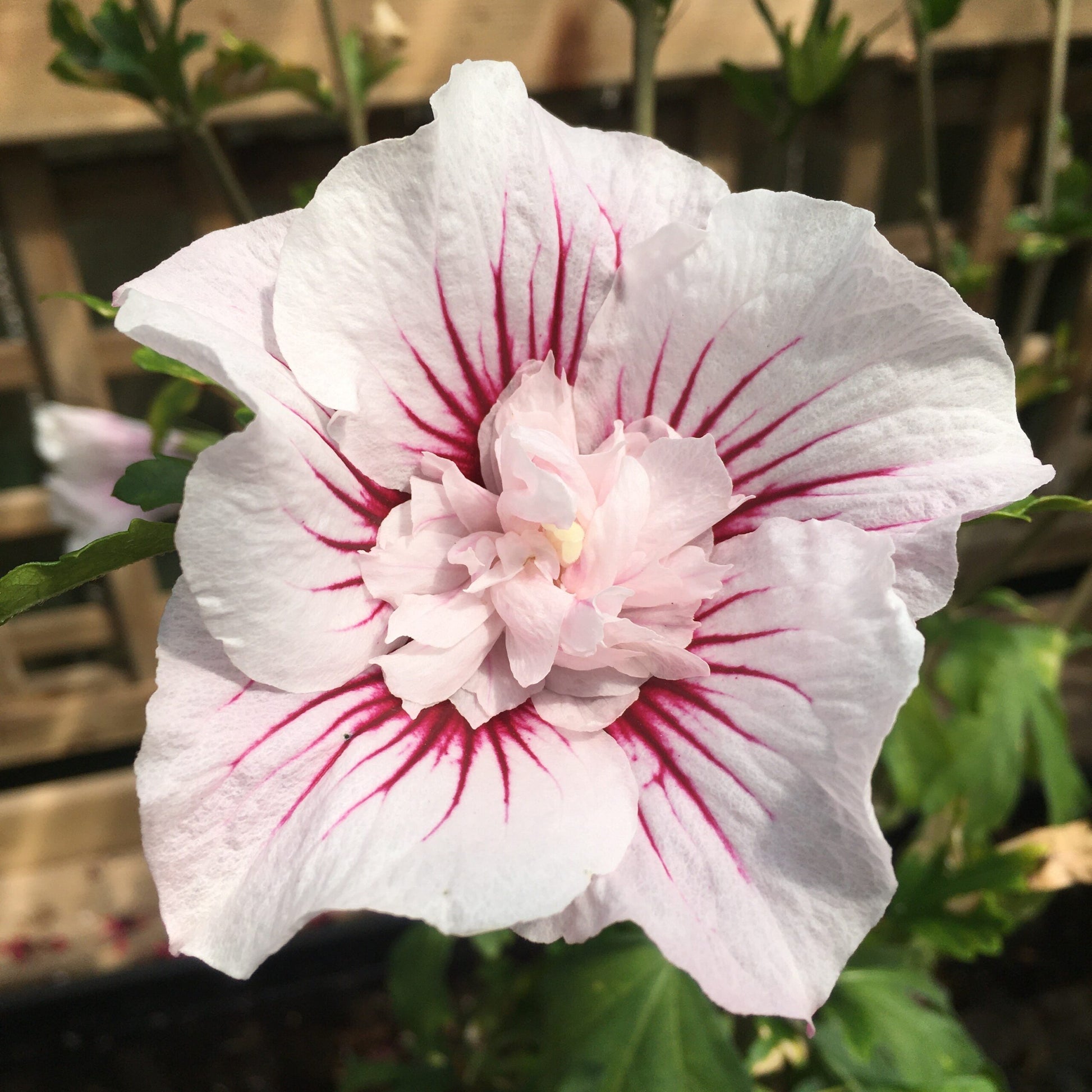 Chinese Hibiscus Pink Chiffon (Hibiscus rosa-sinensis)