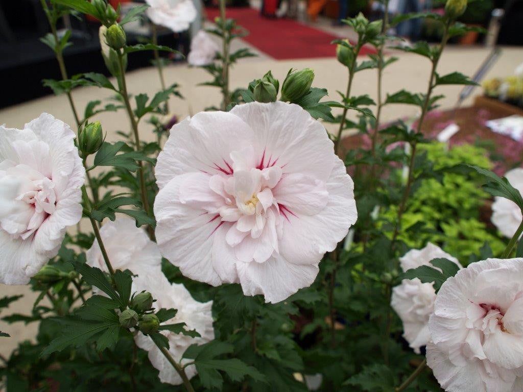 Chinese Hibiscus Pink Chiffon (Hibiscus rosa-sinensis)