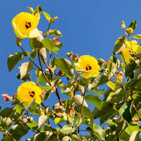 Sea Hibiscus Rubrum (Talipariti tileaceum)