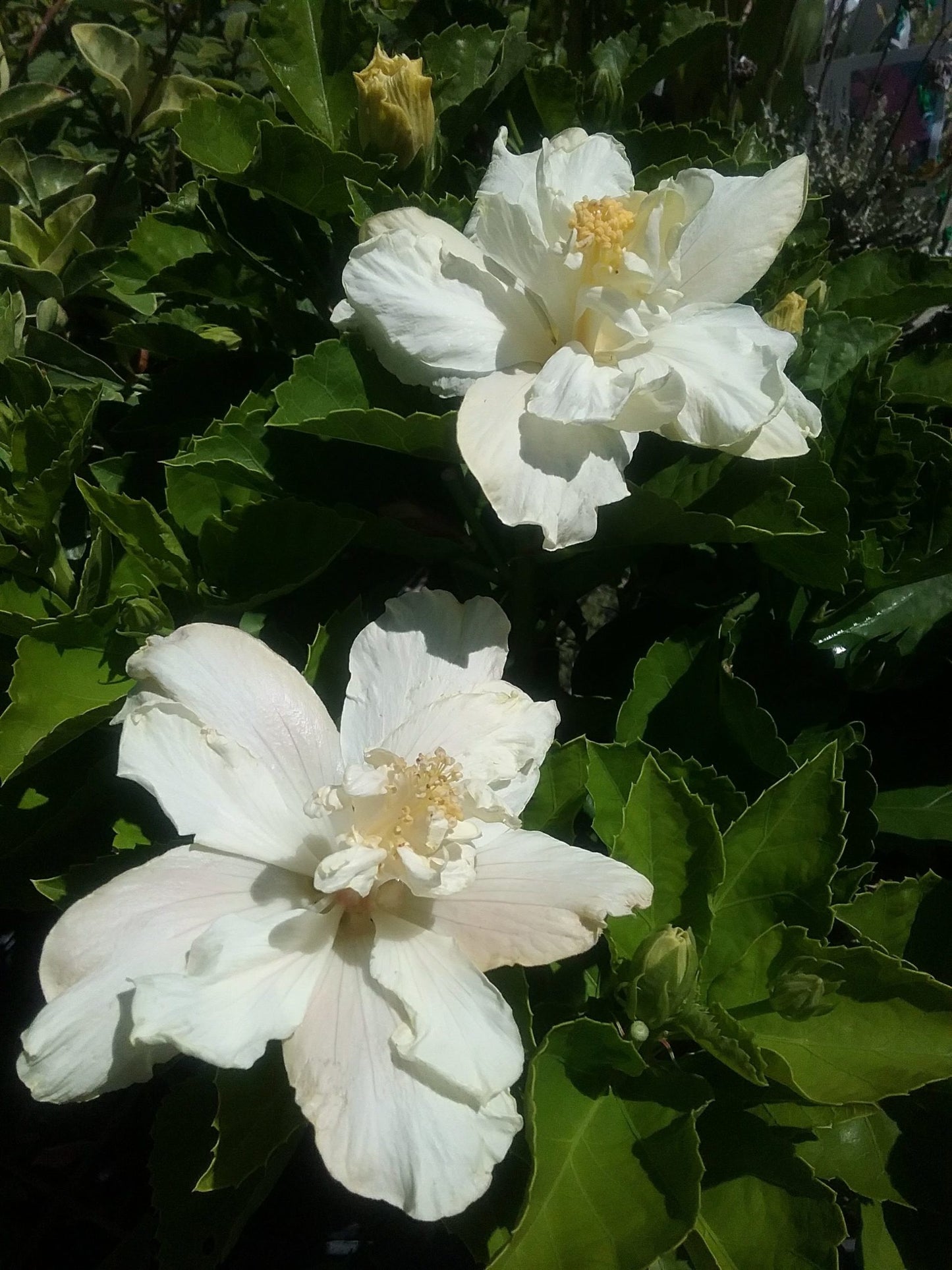 Chinese Hibiscus White Kalakua (Hibiscus rosa-sinensis)