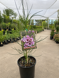 Native Hibiscus 'Melissa Anne'