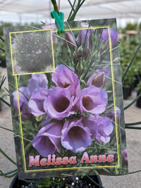 Native Hibiscus 'Melissa Anne'