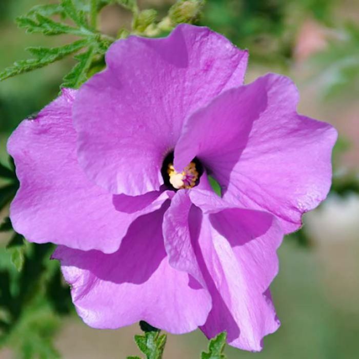Native Hibiscus 'Melissa Anne'