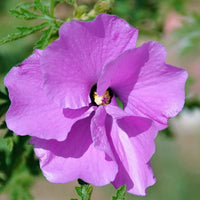 Native Hibiscus 'Melissa Anne'
