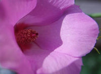 Native Hibiscus 'Melissa Anne'