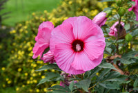 Hibiscus Rio Clara Candy Pink