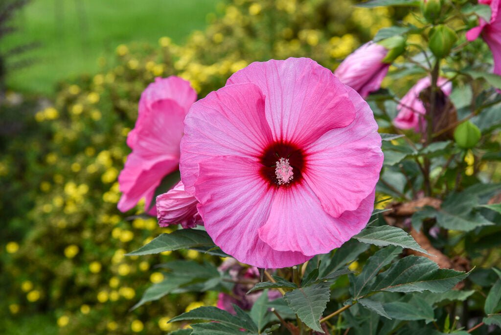 Hibiscus Rio Clara Candy Pink - Ladybird Nursery