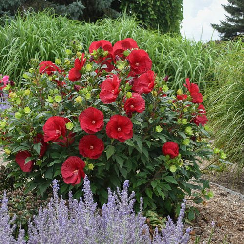 Hibiscus Klahanie Strawberry Crush - Ladybird Nursery
