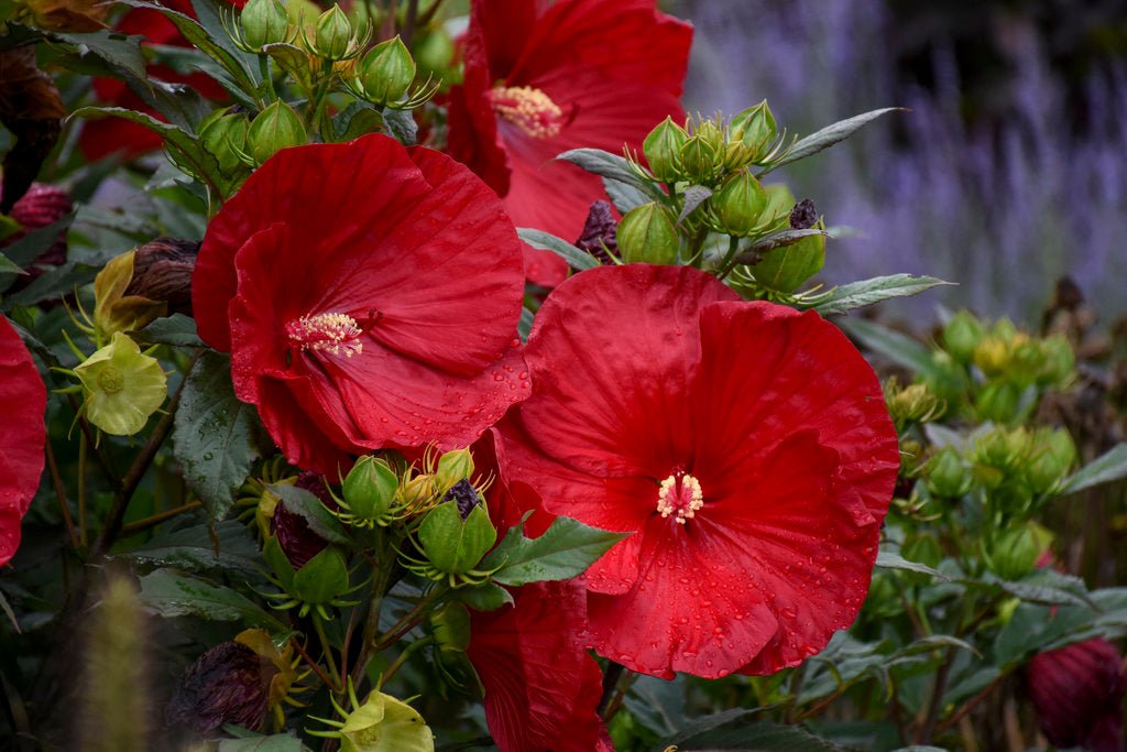 Hibiscus Klahanie Strawberry Crush - Ladybird Nursery