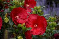 Hibiscus Klahanie Strawberry Crush
