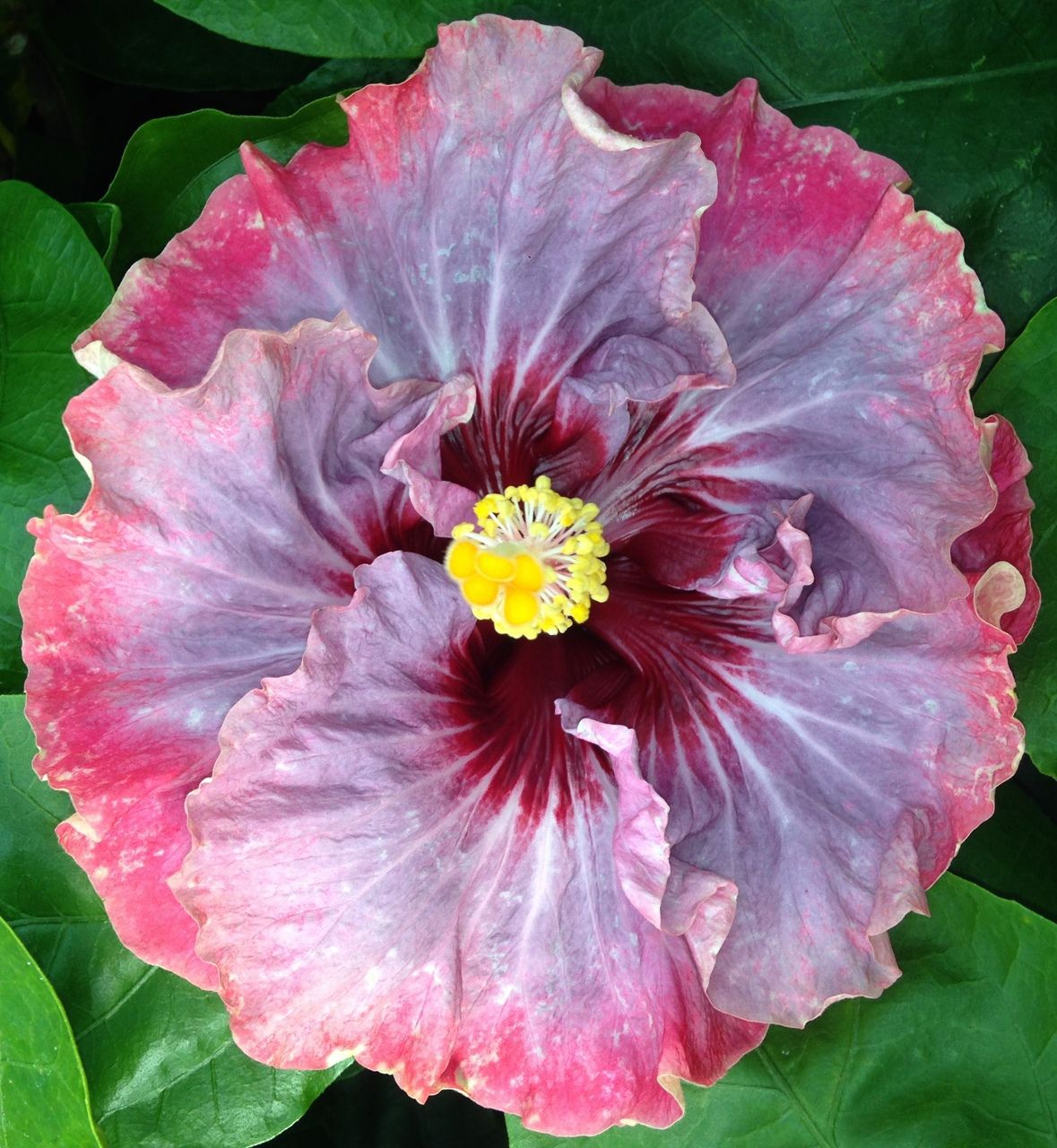 Hibiscus Flamenco™ Dark Graces