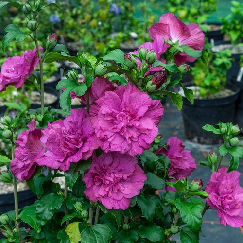Rose of Sharon Deep Pink (Hibiscus syriacus) - Ladybird Nursery