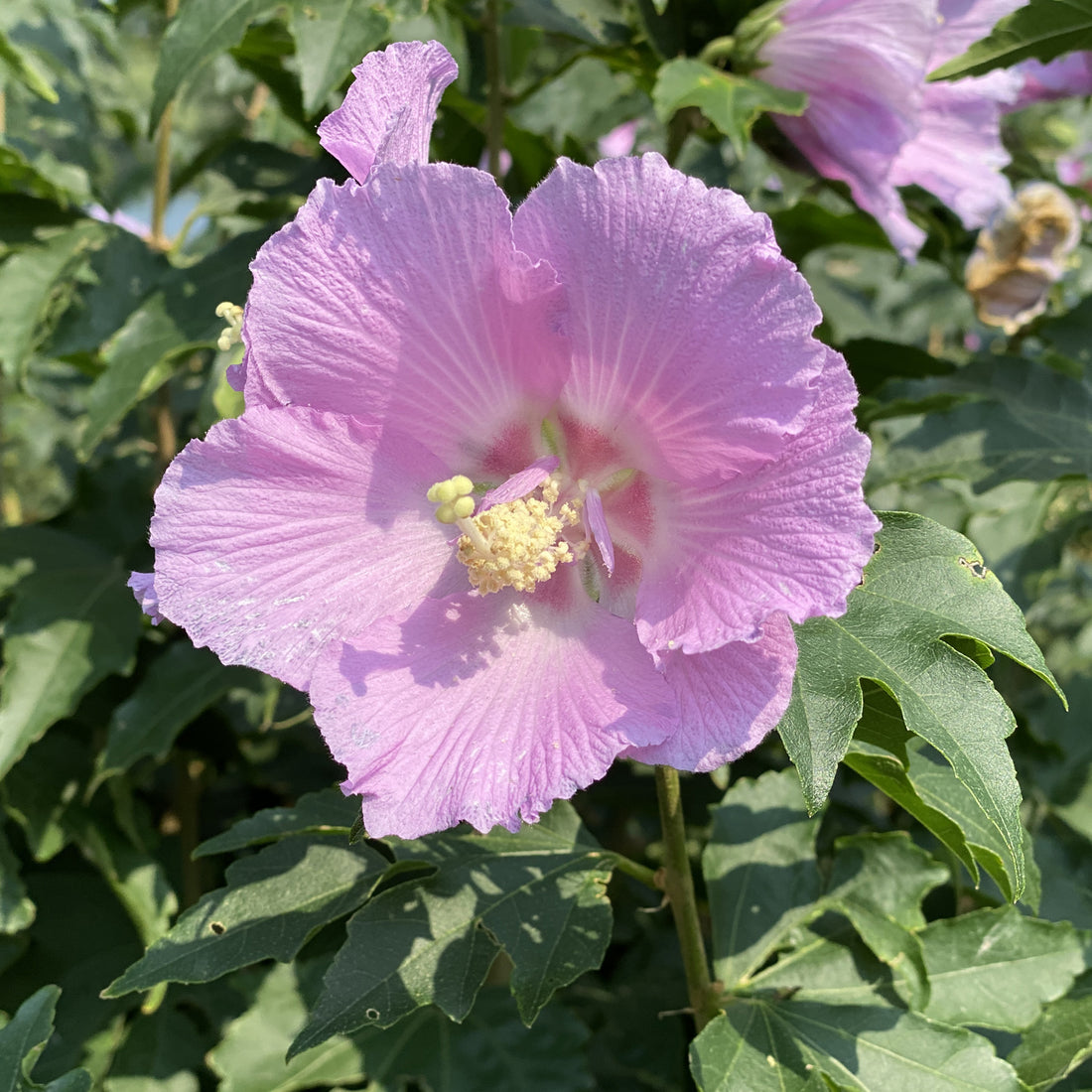 Hibiscus Petite Pink - Ladybird Nursery