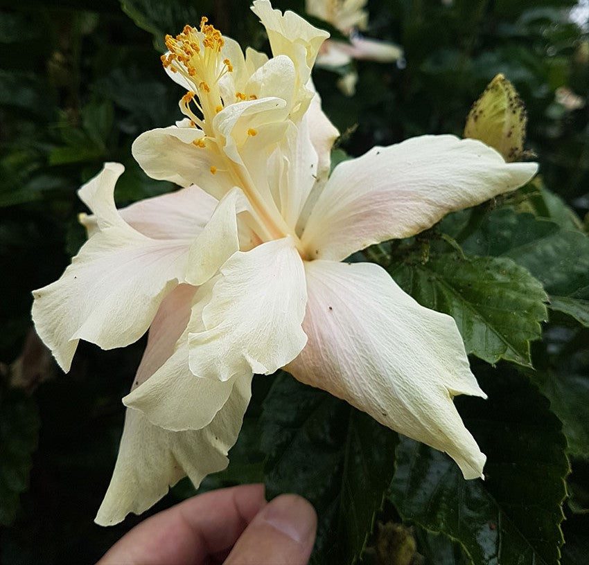 Chinese Hibiscus White Kalakua (Hibiscus rosa-sinensis)