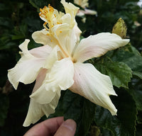 Chinese Hibiscus White Kalakua (Hibiscus rosa-sinensis)