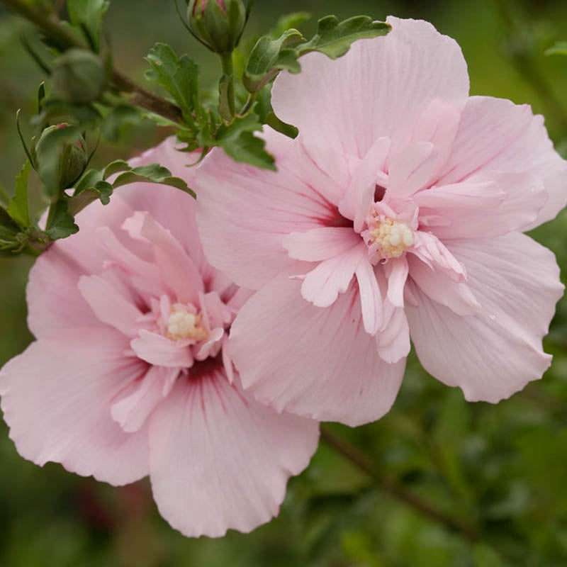 Rose of Sharon Summer Sensations Double Pink (Hibiscus syriacus)