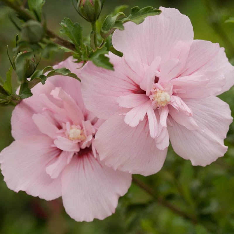 Rose of Sharon Summer Sensations Double Pink (Hibiscus syriacus) - Ladybird Nursery