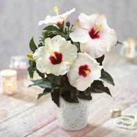 Hibiscus Flamenco™ Adonicus White