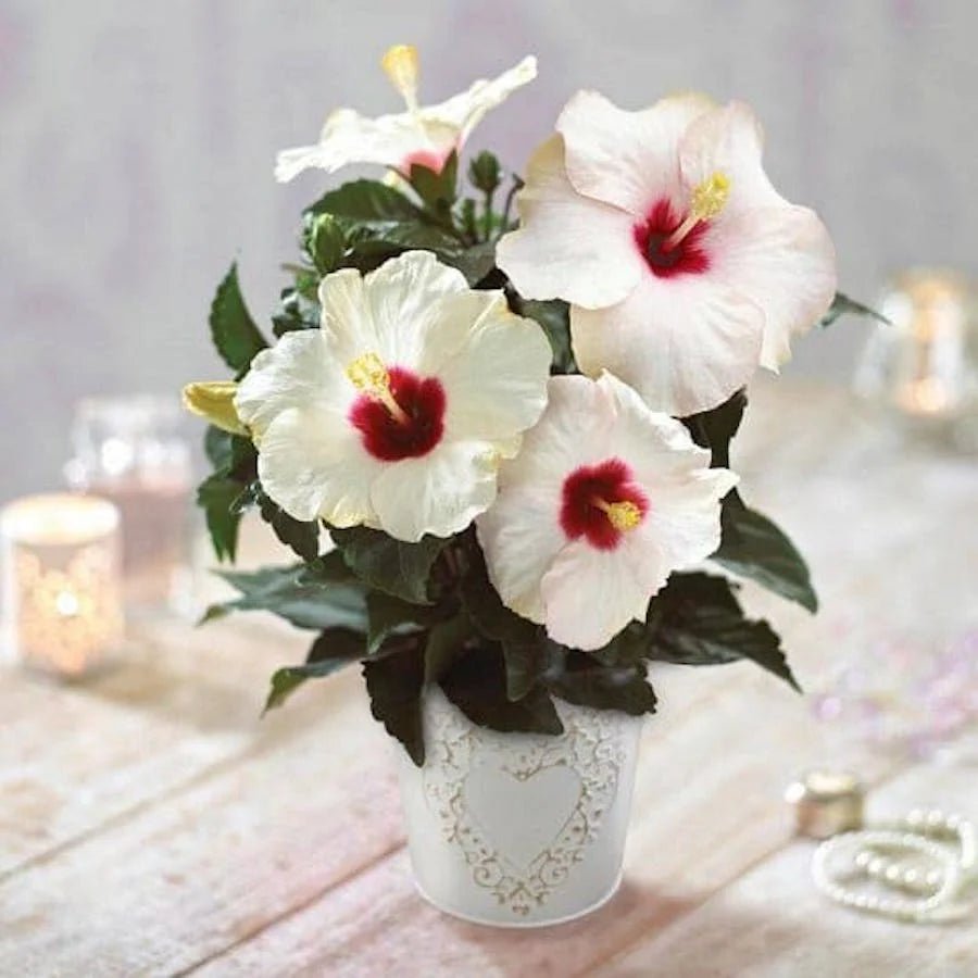 Hibiscus Flamenco™ Adonicus White - Ladybird Nursery