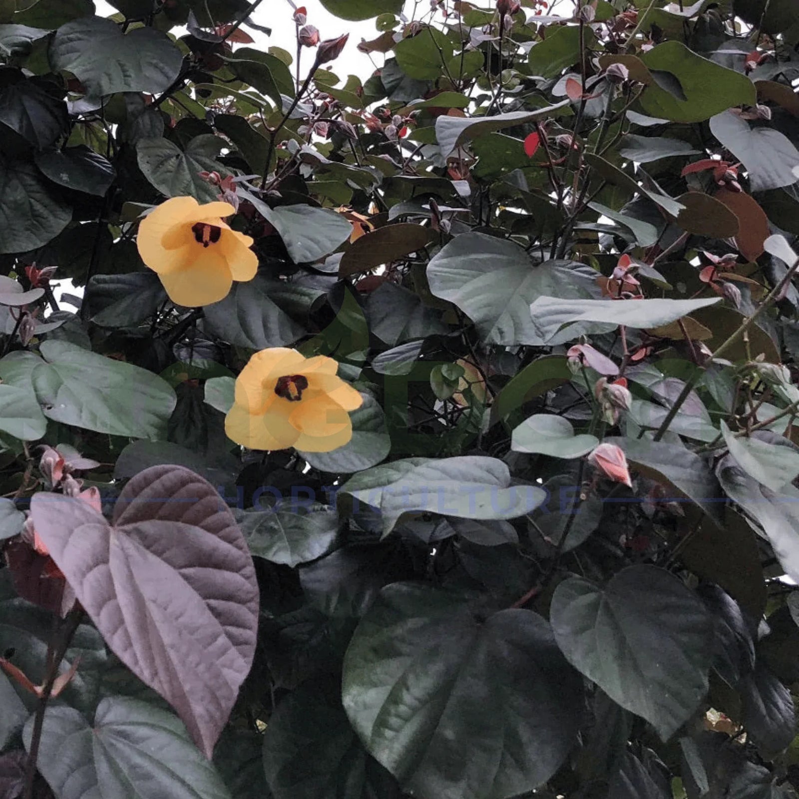Hibiscus tiliaceus ‘Rubra’ - Ladybird Nursery