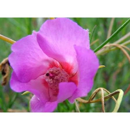 Native Hibiscus 'Melissa Anne'