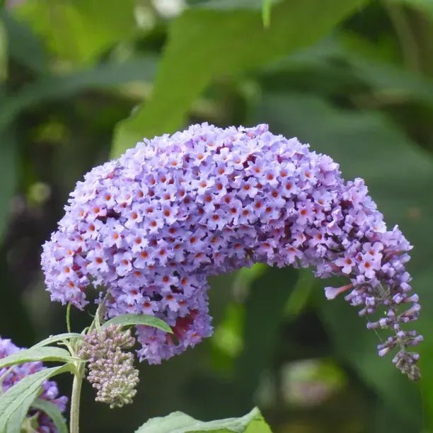 Butterfly Bush High Five (Buddleja davidii) - Ladybird Nursery