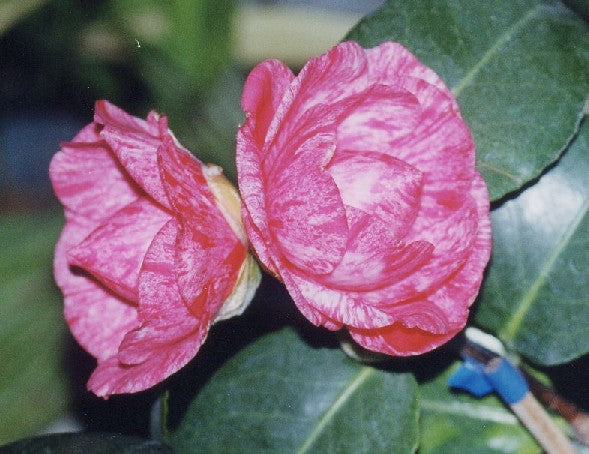 Camellia High Jinks (Camellia japonica)