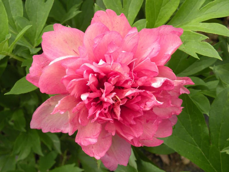 Itoh Peony Hillary (Paeonia) - Ladybird Nursery