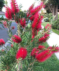 Bottlebrush (Callistemon Hinchinbrook)