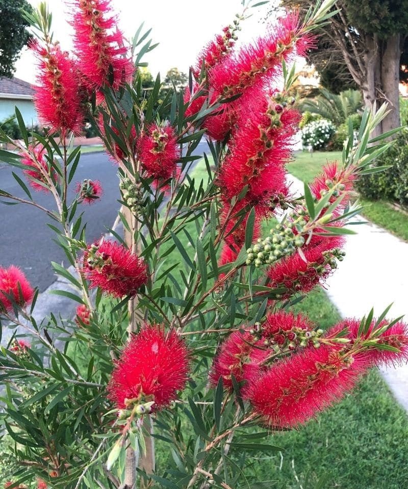 Bottlebrush (Callistemon Hinchinbrook) - Ladybird Nursery