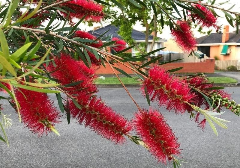 Bottlebrush (Callistemon Hinchinbrook) - Ladybird Nursery