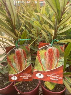 Hinchenbrook Banksia (Banksia plagiocarpa) - Ladybird Nursery