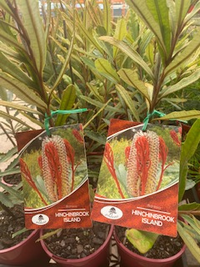 Hinchenbrook Banksia (Banksia plagiocarpa) - Ladybird Nursery