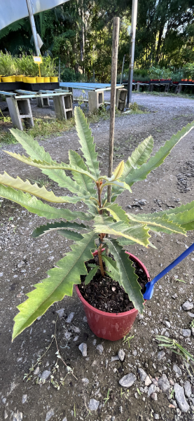 Hinchenbrook Banksia (Banksia plagiocarpa) - Ladybird Nursery