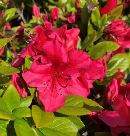 Azalea Hinode Giri - Ladybird Nursery