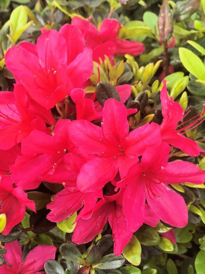 Azalea Hinode Giri - Ladybird Nursery