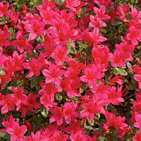 Azalea Hinode Giri - Ladybird Nursery