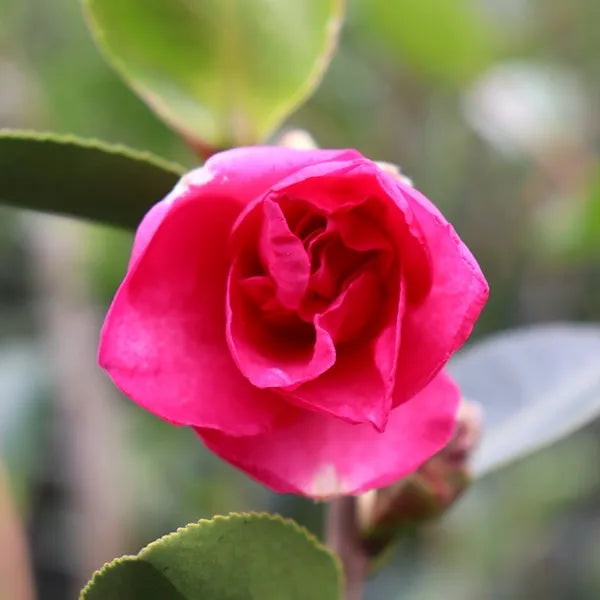 Camellia hiryu (Camellia hiemalis)