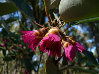 Rhodoleia championii