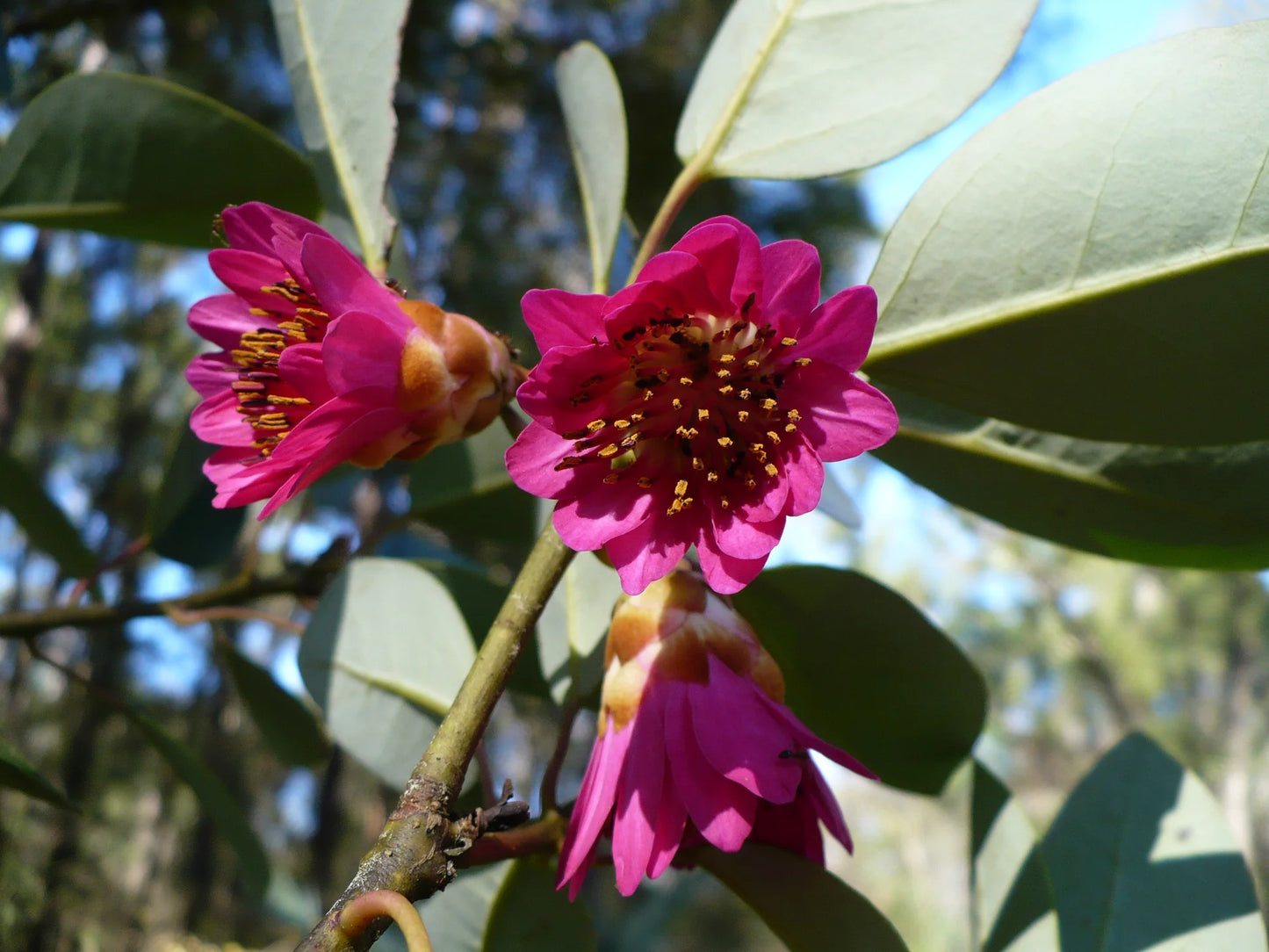 Rhodoleia championii